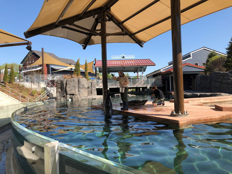 Seal and Sea Lion Exhibit IMEG